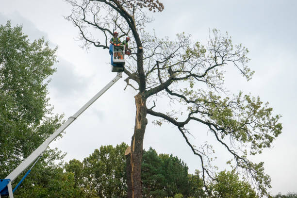 Professional  Tree Services in Wingdale, NY